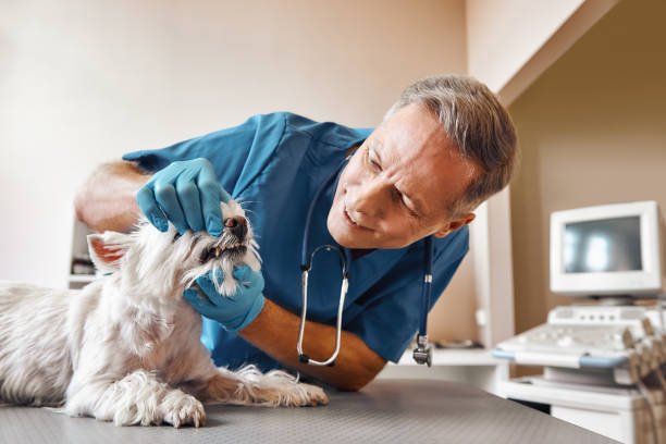 Best Emergency Wisdom Teeth Removal in Lakeland South, WA